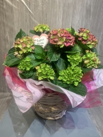 Extra large gift wrapped hydrangea