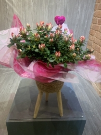 Gift Wrapped Azalea on stand