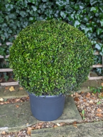 Buxus Sphere