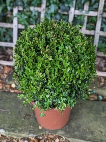 Buxus Sphere