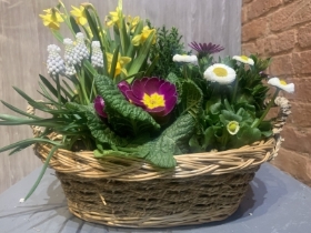 Luxury Spring Planted Baskets