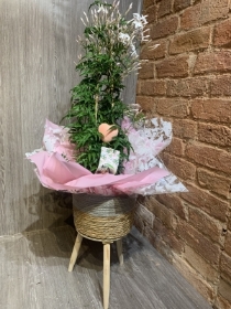 Scented Jasmine Plant Stand